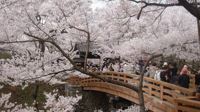 People crossing a wooden bridge amidst blooming cherry blossom trees, all while enjoying the promise of a vibrant season as detailed in the latest cherry blossom forecast.