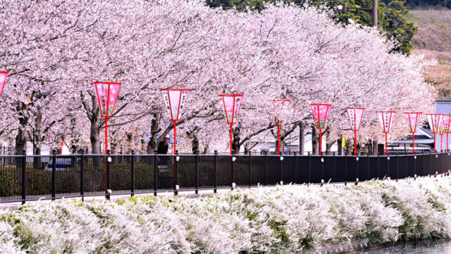 A row of cherry blossom trees with pink flowers lines a pathway, decorated with red lanterns, next to a stream. According to the cherry blossom forecast, these blooms will be at their peak this weekend.