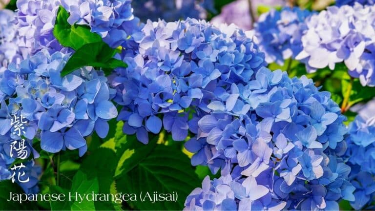 Clusters of vibrant blue and purple Japanese hydrangea (ajisai) flowers with green leaves, shown in sunlight. Text labels identify the flowers in English and Japanese—perfect imagery for a special Mother's Day spa promotion.