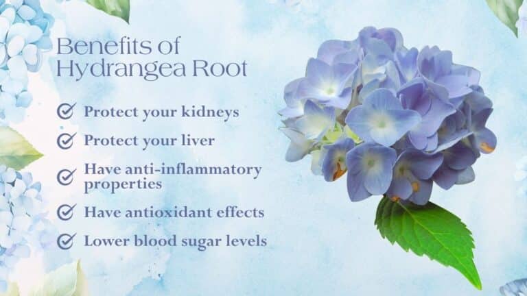 A list of five hydrangea root benefits appears next to a cluster of purple hydrangea flowers on a blue background, perfect inspiration for a thoughtful Mother’s Day spa promotion.