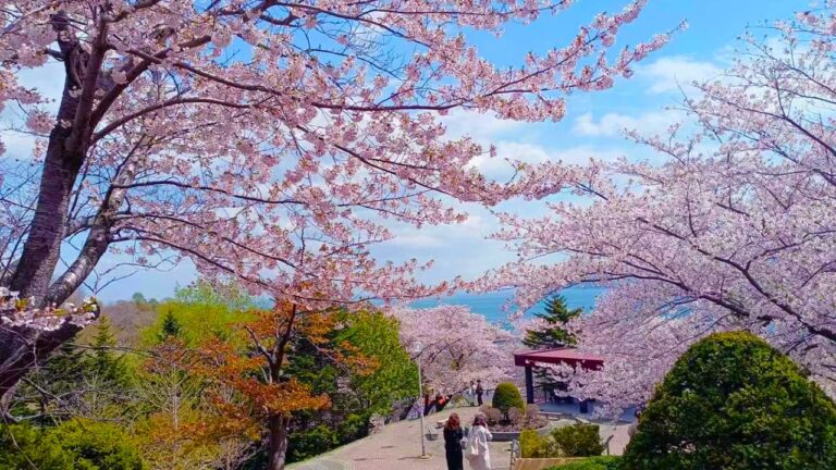Cherry blossom trees in full bloom line a path, as if predicted by the cherry blossom forecast. People stroll beneath their delicate canopy under a bright blue sky.