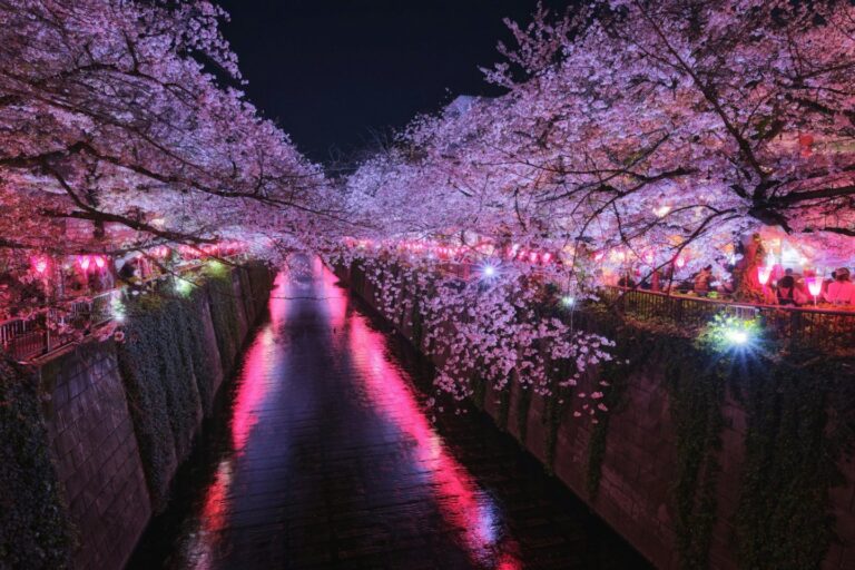 Cherry blossoms illuminated at night along the river create a mesmerizing scene, their reflections dancing on the water, as lanterns line the pathway. Check the cherry blossom forecast to plan your perfect visit and not miss this enchanting display.