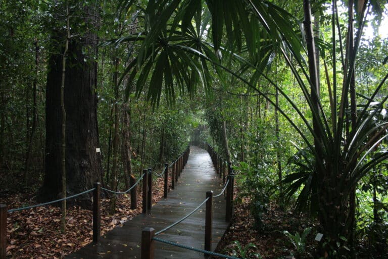 A wooden path with railings weaves through dense green foliage and trees in a rainforest setting, perfect for forest bathing.