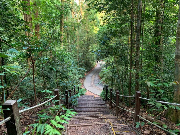 A wooden staircase with rope handrails descends through the dense, lush green forest, offering an idyllic opportunity for forest bathing as it leads to a winding paved path below.