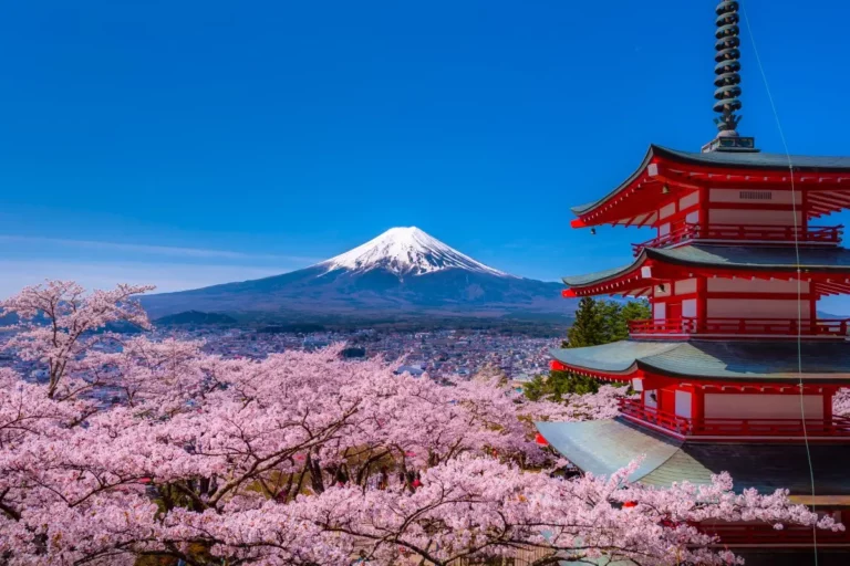 Cherry blossoms in full bloom near a red pagoda, with Mount Fuji and a clear blue sky in the background—perfectly timed according to the latest cherry blossom forecast.