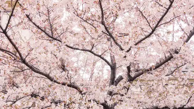 Branches of a tree covered in dense pale pink cherry blossoms fill the frame, creating a soft, intricate pattern against a light background—a reminder of the fleeting beauty predicted by the cherry blossom forecast.