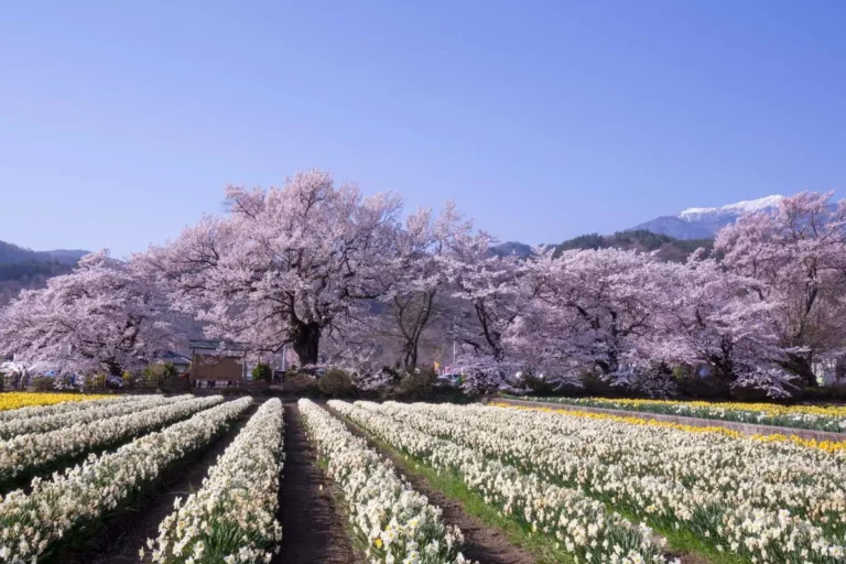 Rows of blooming white flowers in a field with cherry blossom trees in full bloom, matching the recent cherry blossom forecast, and mountains in the background under a clear blue sky.