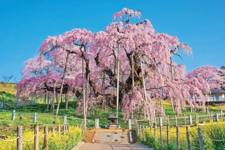 A large cherry blossom tree with pink flowers stands at the end of a path, surrounded by grass, yellow flowers, and a blue sky—just as predicted in the latest cherry blossom forecast.
