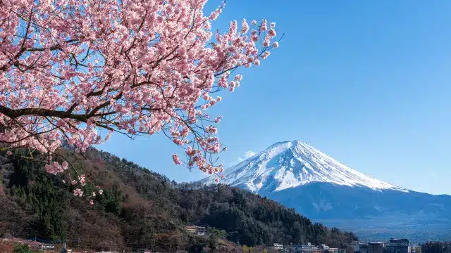 2025 Cherry Blossom Forecast: Top Viewing Spots And Food for Singaporeans