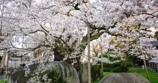 Cherry blossom trees in full bloom with light pink flowers, large rocks beneath the branches, and green grass in the background—a serene scene perfect for checking the latest cherry blossom forecast.