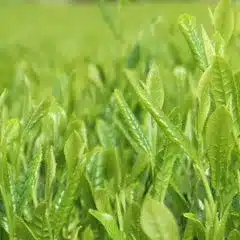 Close-up of fresh green tea leaves growing in a field, with bright and healthy foliage under natural light—perfect for creating a refreshing Christmas spa experience.