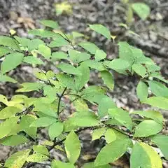 A close-up of a small shrub with green leaves, some turning yellow, growing on a forest floor with brown, dry leaves scattered around—evoking the tranquillity of a Christmas spa retreat in nature.