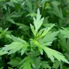 Close-up of green mugwort leaves with serrated edges, showing detailed leaf structure and lush foliage—perfect for a festive Christmas spa ambience.