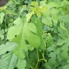 Green leaves with irregular holes and missing sections, likely due to insect damage, are shown on a dense leafy plant, evoking the lush tranquillity of a Christmas spa retreat.