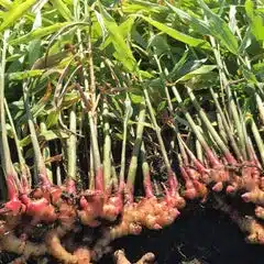 Freshly harvested ginger plants with green stems and pink-tipped roots are laid out on the soil, evoking a Christmas spa vibe and showcasing the entire plant from root to stem.