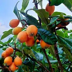 Branches of a tree bearing clusters of ripe, orange loquat fruits among green leaves against a blue sky evoke a serene, Christmas spa ambience.