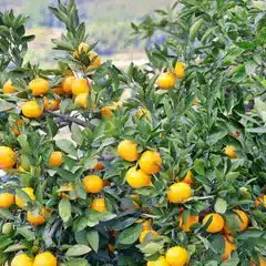 A citrus tree with numerous ripe orange fruits growing among dense green leaves evokes a refreshing, festive atmosphere—like a Christmas spa nestled in nature’s embrace.