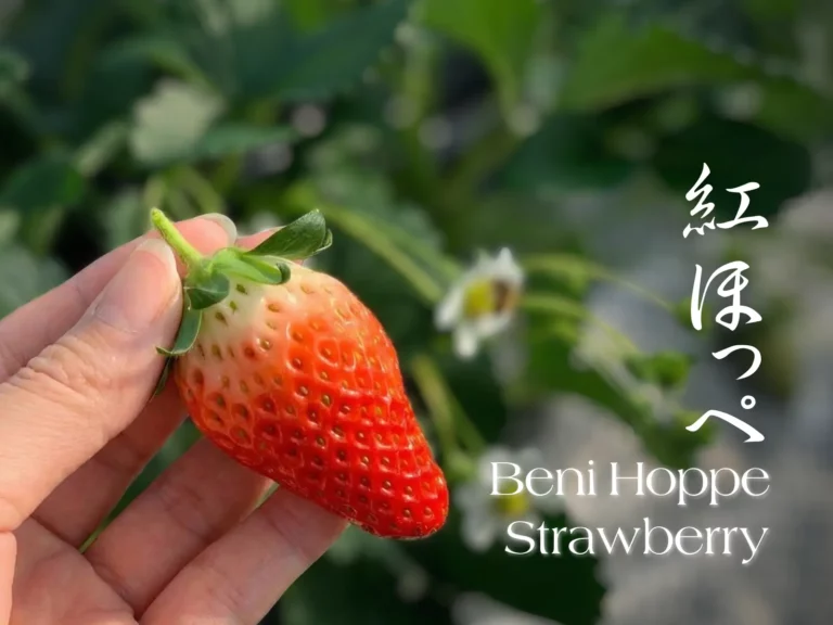 A hand holds a red and white Beni Hoppe strawberry with green leaves, evoking a Christmas spa vibe, while blurred strawberry plants fill the background. Japanese and English text label the variety.