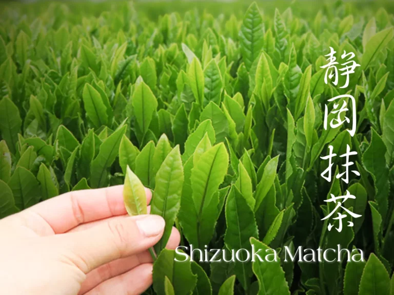 A hand holding fresh green tea leaves in a tea field, with Japanese characters and the text "Shizuoka Matcha" overlaid—invoking the calm of a Christmas spa retreat.