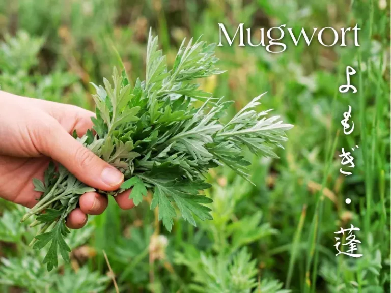 A hand holding a bunch of fresh mugwort leaves with the word "Mugwort," Japanese text overlaid, and green foliage in the background—highlighting mugwort’s traditional use for soothing spot-prone skin.