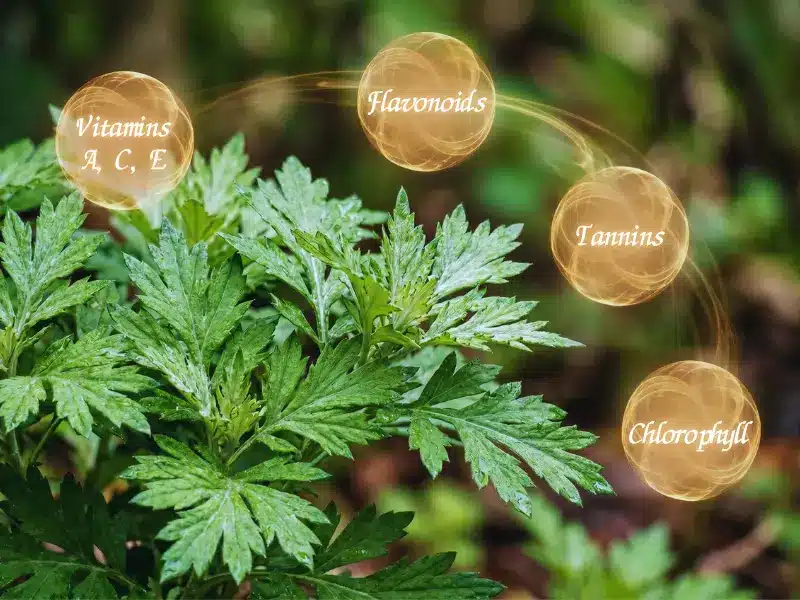 Green herb plant with four glowing text bubbles labelling its components: Vitamins A, C, E; Flavonoids; Tannins; and Chlorophyll—ideal for a deep cleansing acne facial.